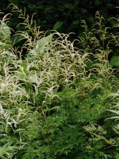 Aruncus Horatio Geitenbaard Bloemenpark Appeltern