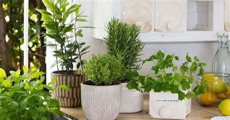 10 Herbs You Can Grow Indoors On Kitchen Counter