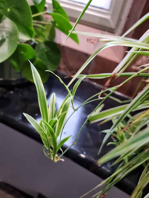 Do Spider Plants Attract Spiders? (Truth Revealed) - bloomandbumble.com