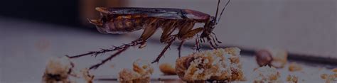 German Cockroach Control TX, OK, AZ, CO & UT | White Knight Pest Control