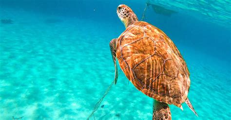 Curaçao Turtle Bay And Blue Room Boat Tour With Snorkeling Playa Grandi