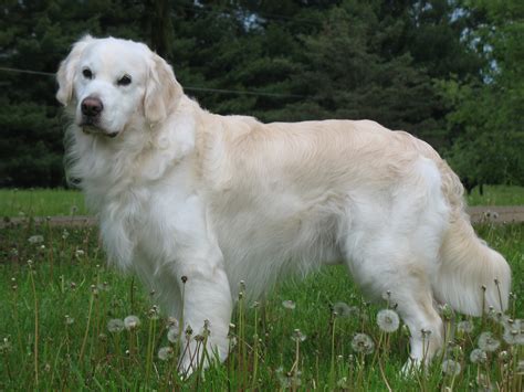 In Loving Memory — Juniper Valley Golden Retrievers
