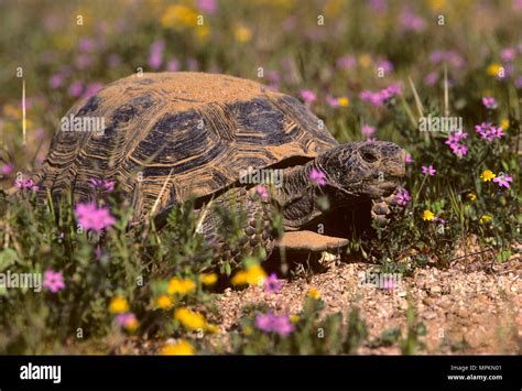 Desert tortoise, Desert Tortoise Preserve, California Stock Photo - Alamy