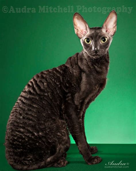 Cornish Rex By Audra Mitchell Devon Rex Cats Rex Cat Cornish Rex Cat