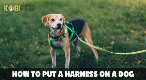 How To Put A Harness On A Dog Instructions By Kobi Pets