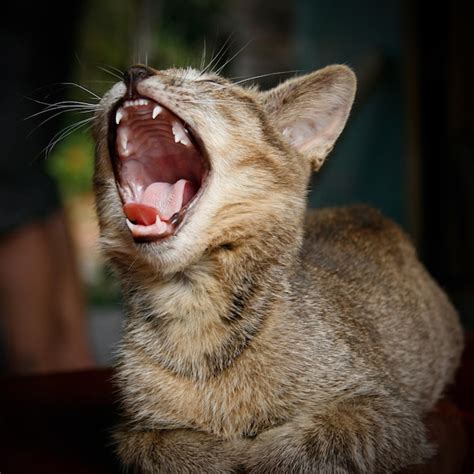 Premium Photo Close Up Of Cat Yawning