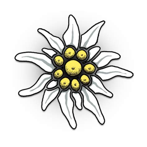 Edelweiss Flower Drawing Free Download On Clipartmag