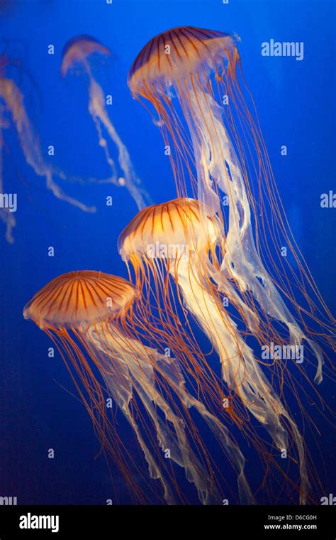 Jellyfish in Vancouver Aquarium Stock Photo - Alamy