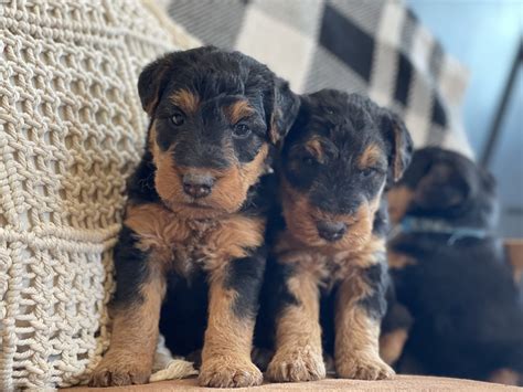 Male Welsh Terrier - Anne's Pups