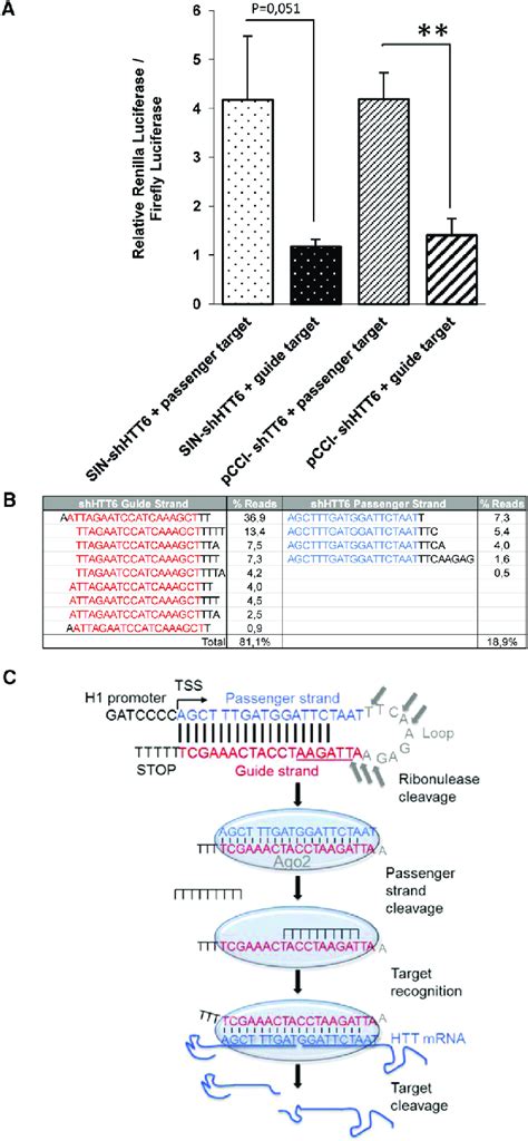 Evaluation Of Strand Bias And Shhtt6 Processing In Vitro A 293t Cells