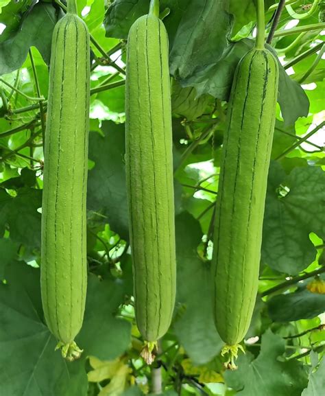 HẠT GIỐNG MƯỚP HƯƠNG F1 FS 239 – Công ty TNHH Sản Xuất Thương Mại Fam Seeds