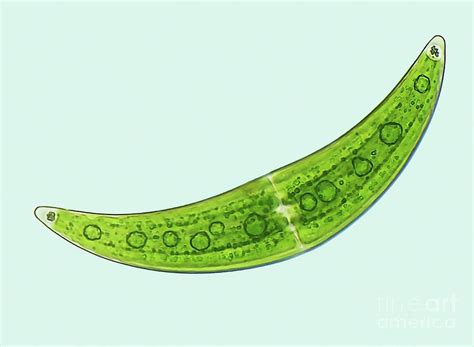 Closterium Photograph By Steve Gschmeissner Science Photo Library