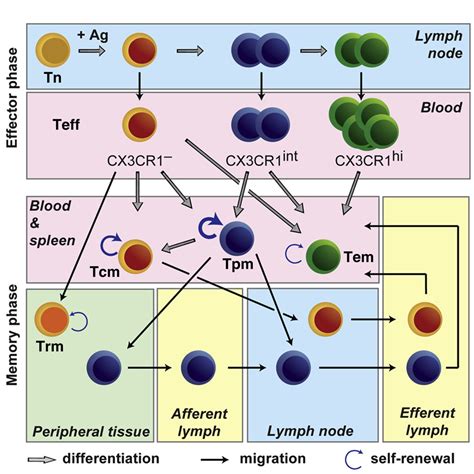 The Chemokine Receptor Cx Cr Defines Three Antigen Experienced Cd T