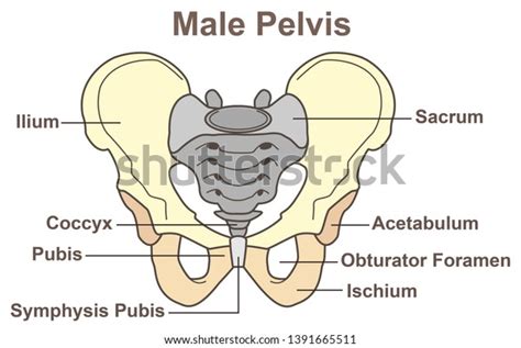 Obturator Foramen Male Vs Female