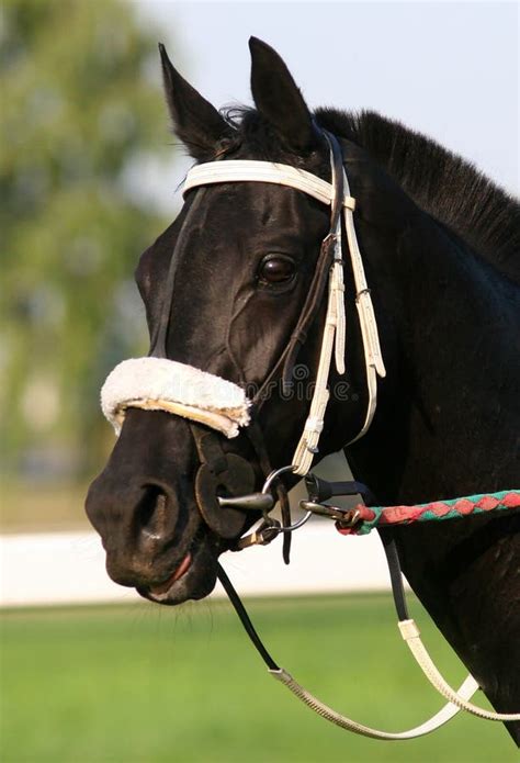 Black Thoroughbred Portrait Royalty Free Stock Photo - Image: 1547195