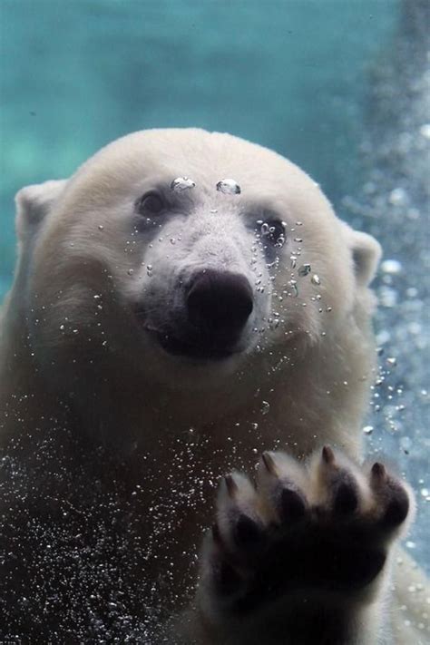 L Ours Polaire En Photographies Uniques Polar Bear Bear Polar