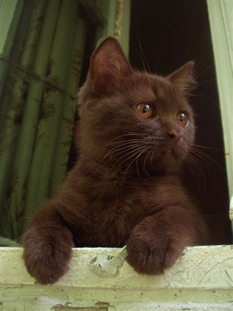 Chocolate Brown Look Out Kitty Cute Kitten Brown Kitten Cat