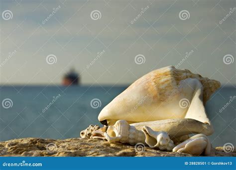 Shells Of The Red Sea, Eilat, Israel Stock Image - Image of israel ...