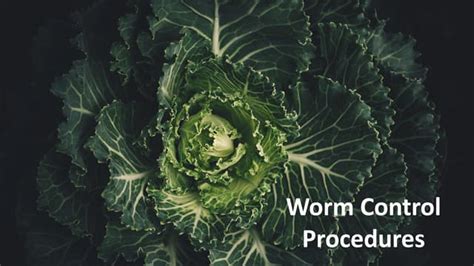 Worm Control Procedure.pdf | Free Download