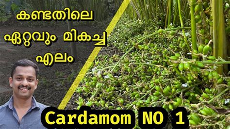 Cardamom No 1 Affrer One Year Cardamom No1 Best Cardamom In Kerala Best Cardamom No1