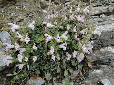 Salvia Taraxacifolia Plant Biodiversity Of South Western Morocco