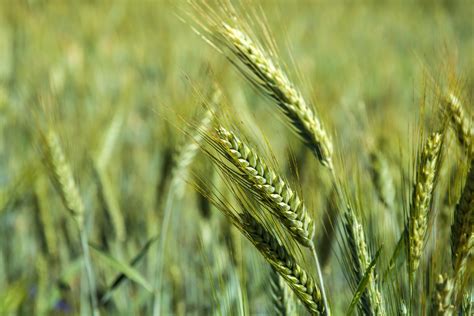 Organic Whole Grain Triticale - Fieldstone Organics