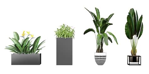 Um Conjunto De Plantas Em Tamanhos Diferentes Incluindo Uma Que Diz