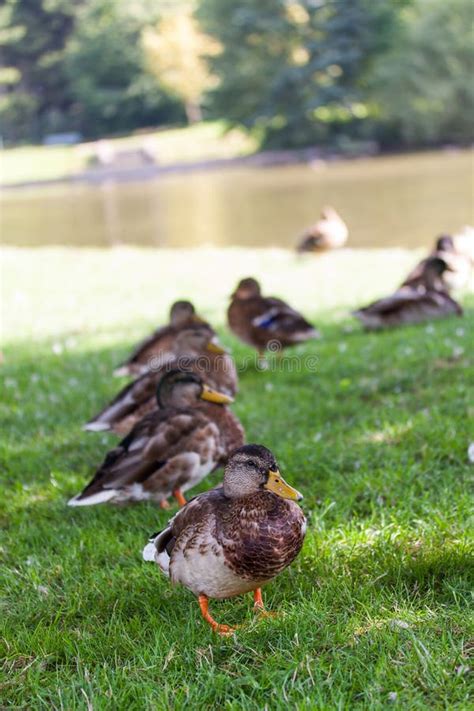 Park Ducks Stock Photo Image Of Birds Grass Park Ducks 45038408