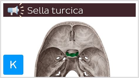 Sella Turcica Anatomy