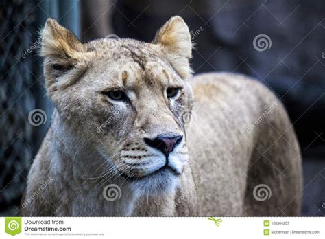 Liger - Hybrid Offspring Of A Male Lion Panthera Leo And A Female Tiger ...