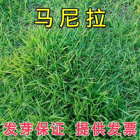 Lawn Seed Grass Seeds Slope Grass Seed Cynodon Dactylon Purpleflower