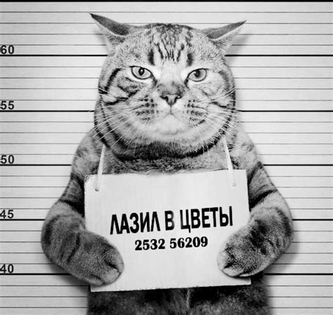 Картинки по запросу как защитить цветочные горшки от кошки | Cats ...