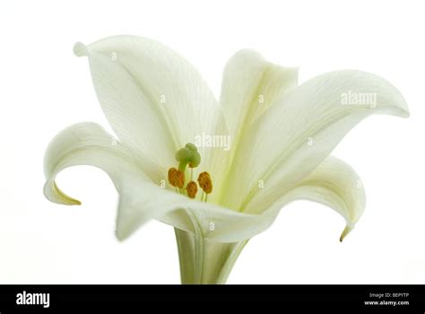 St Joseph Lilly Vase A Simple Generous St Joseph Lilies Bouquet