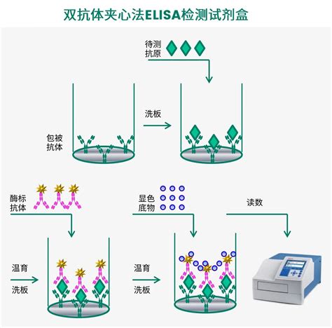 新品推荐宿主细胞蛋白残留检测ELISA试剂盒上市 企业动态 丁香通