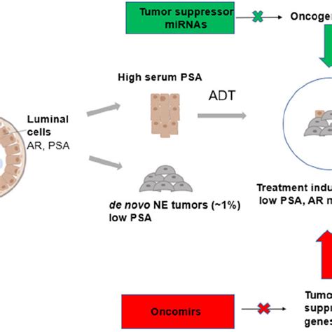 Prostate Cancer Cell Of Origin And Mirna Regulation Schematic