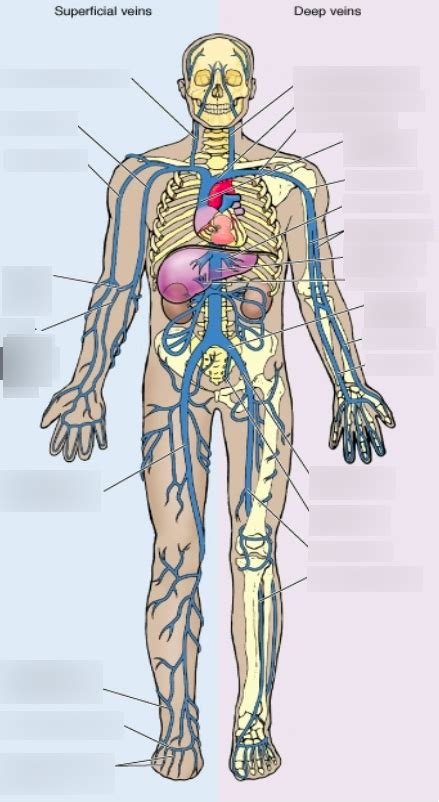 Veins (Diagram) Diagram | Quizlet