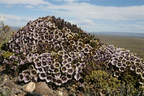 Cushion Plants Atlas