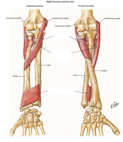 Myo 100 Pronators Supinators Of The Forearm Diagram Quizlet