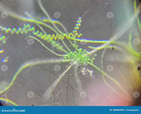 Spirulina Under The Microscope Stock Image Image Of Biology Nature