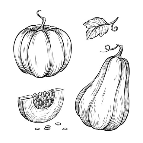 Premium Vector Hand Drawn Pumpkin Drawing Illustration