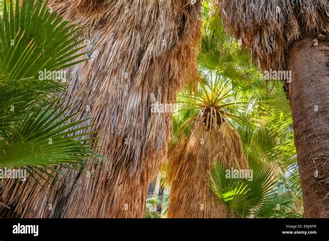 California Fan Palm Trees At 49 Palms Oasis Trail Joshua Tree National