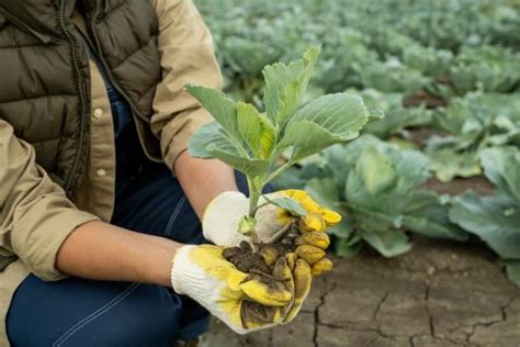 Top 5 Tricks to Ace Transplanting Cabbage Like a Pro