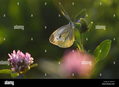 large white stock photo alamy