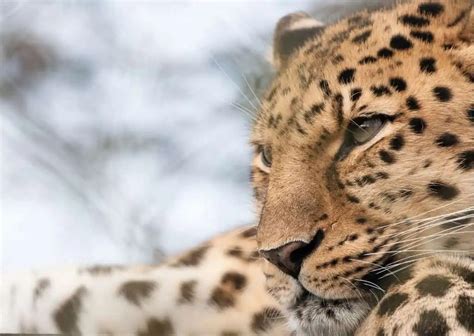 Amur Leopard Behavior - AnimalBehaviorCorner