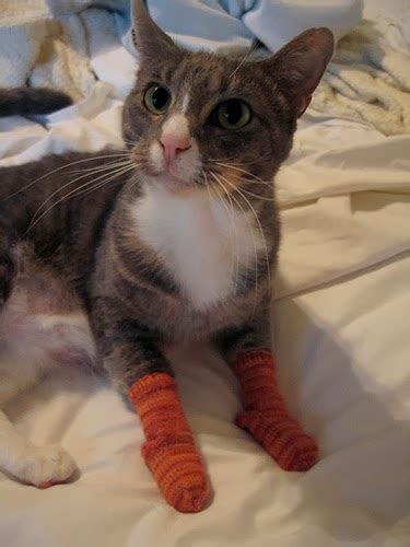 Caterville Cats Wearing Socks