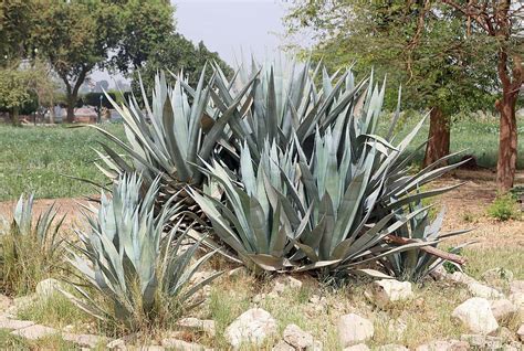 Piteira Agave Americana Como Plantar