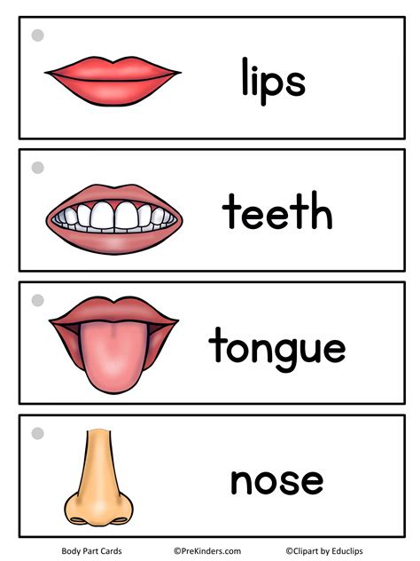 Body Part Word Cards Pdf