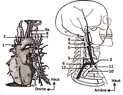 Vascularisation T Te Et Cou Flashcards Quizlet