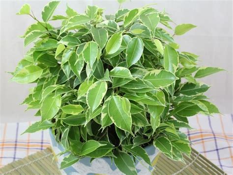 Potatura Ficus Benjamin Potatura Come Far Star Bene Il Ficus Benjamin