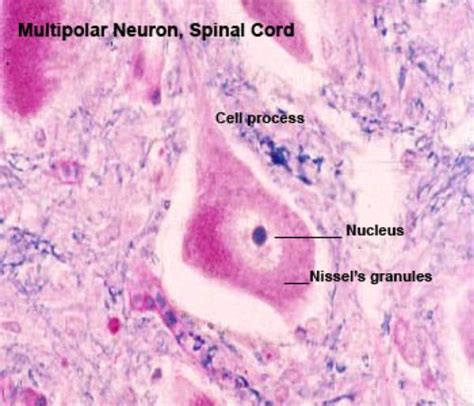 Nervous System